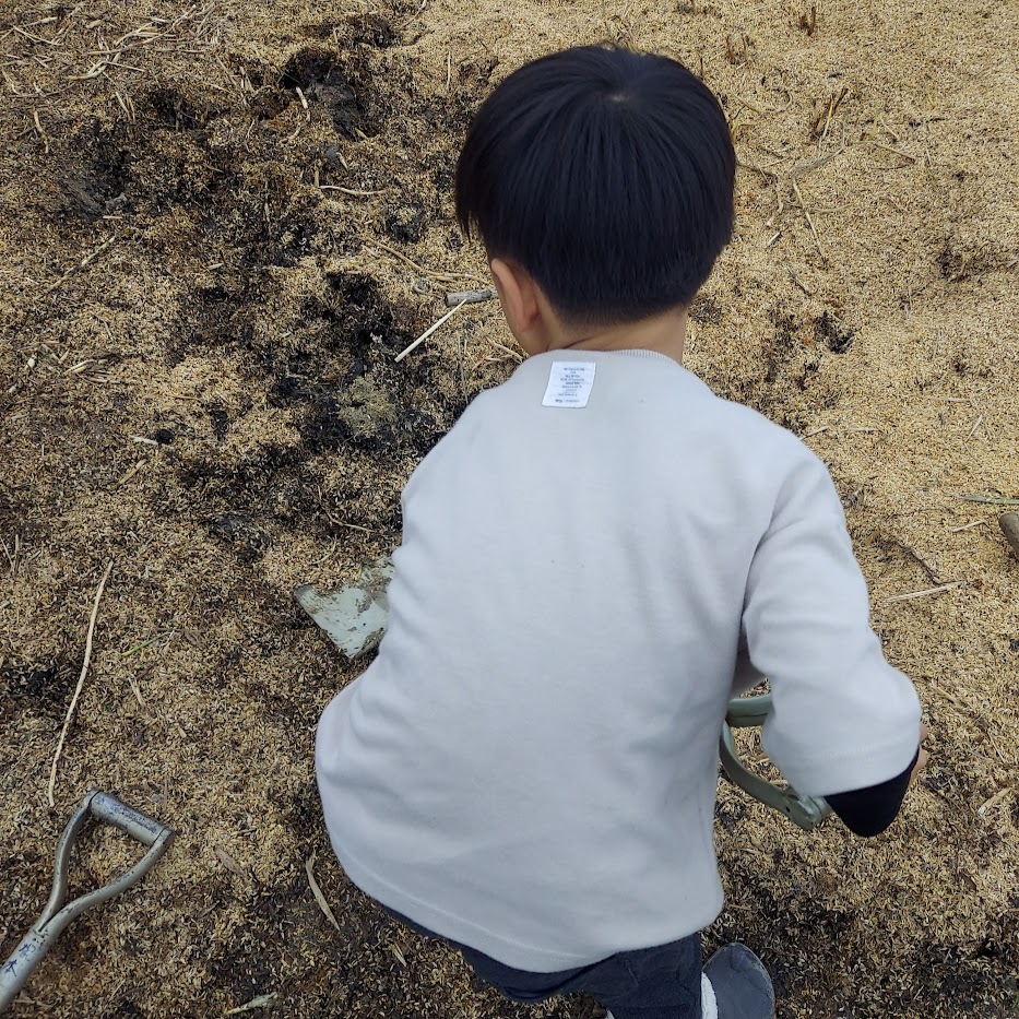 もみ殻 菌ちゃん 作業