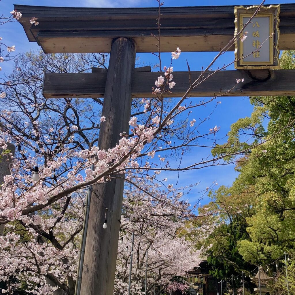 八坂神社 桜