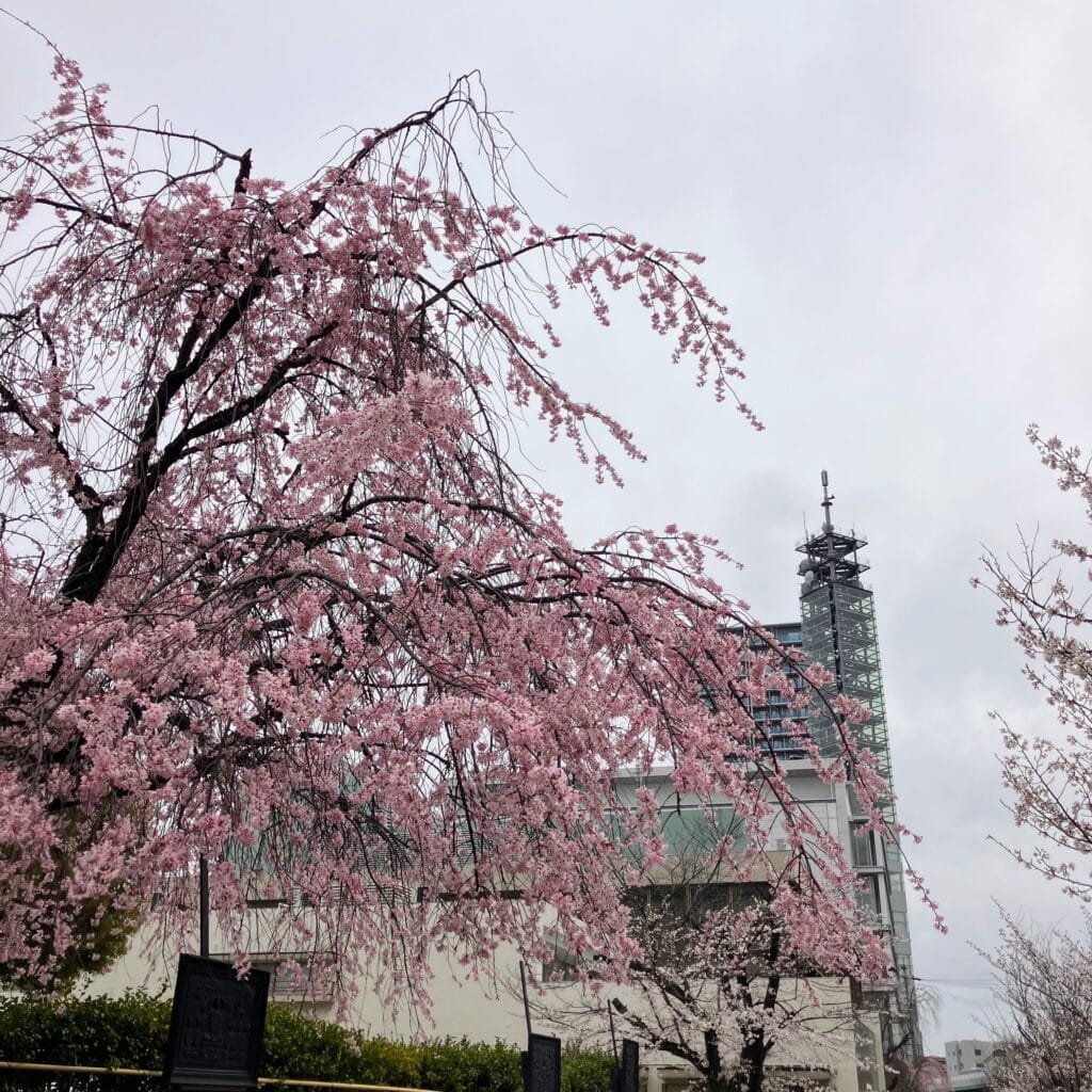 桜　東別院　お花見