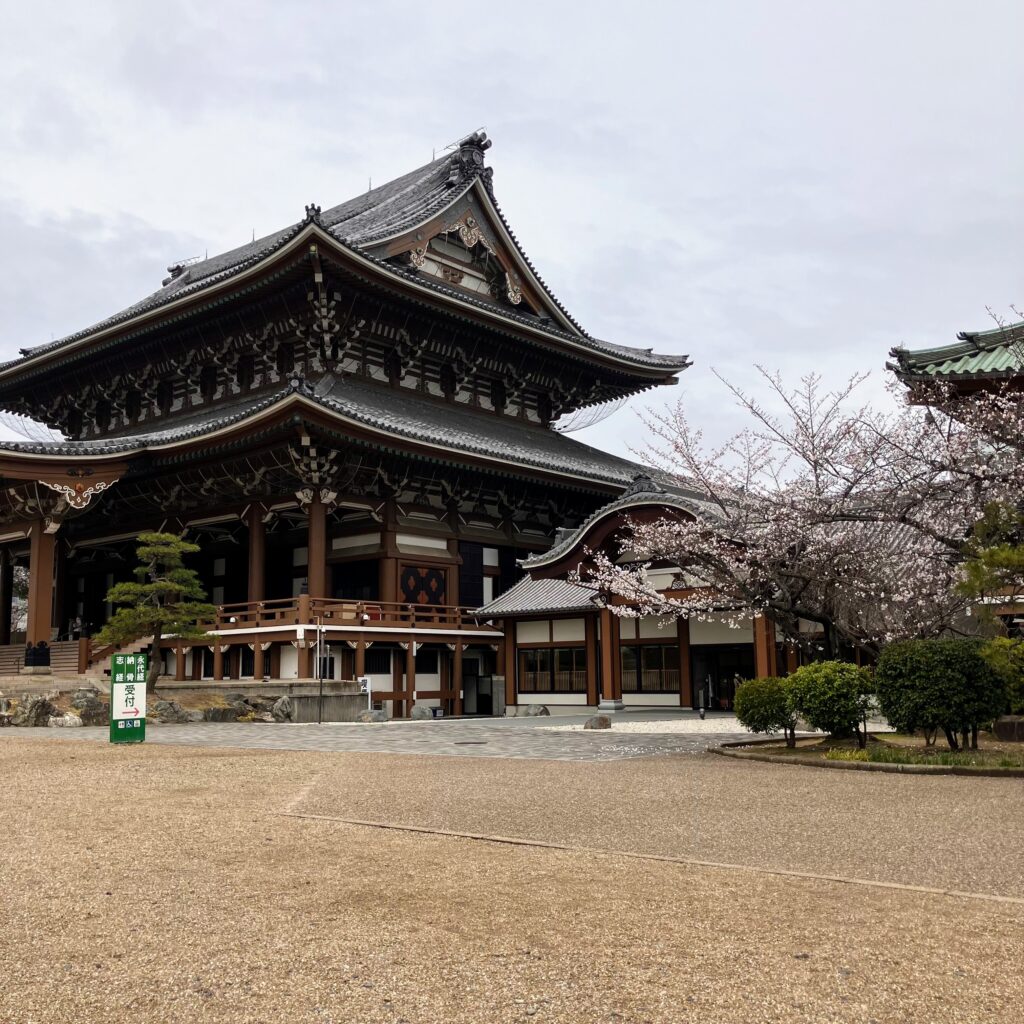 東別院　お花見　桜
