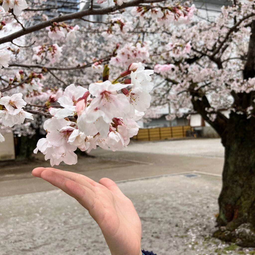 花見　東別院　桜