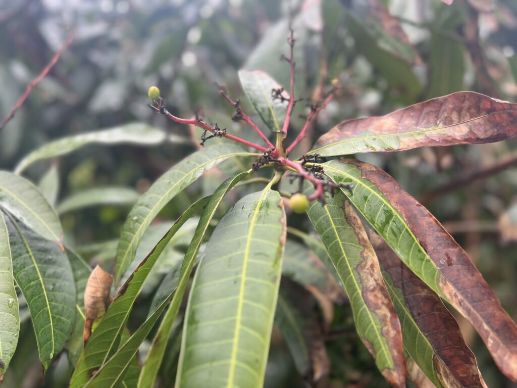 【40代】春の雨の日コーデin沖縄 TB icoco