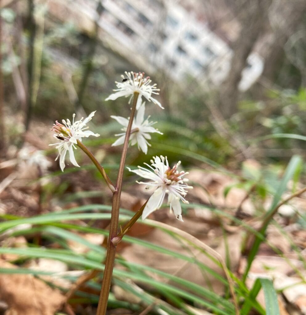 セリバオウレン
