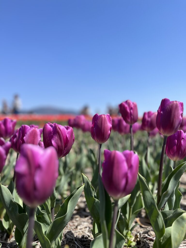 チューリップ