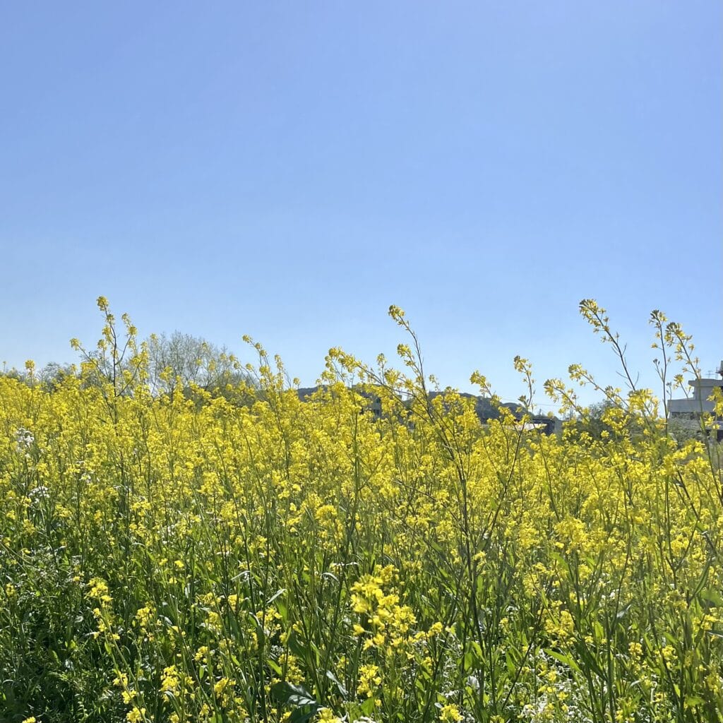 菜の花