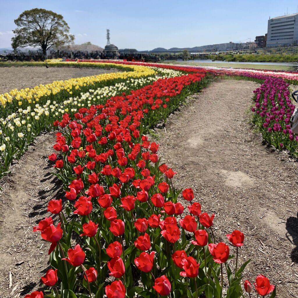チューリップ