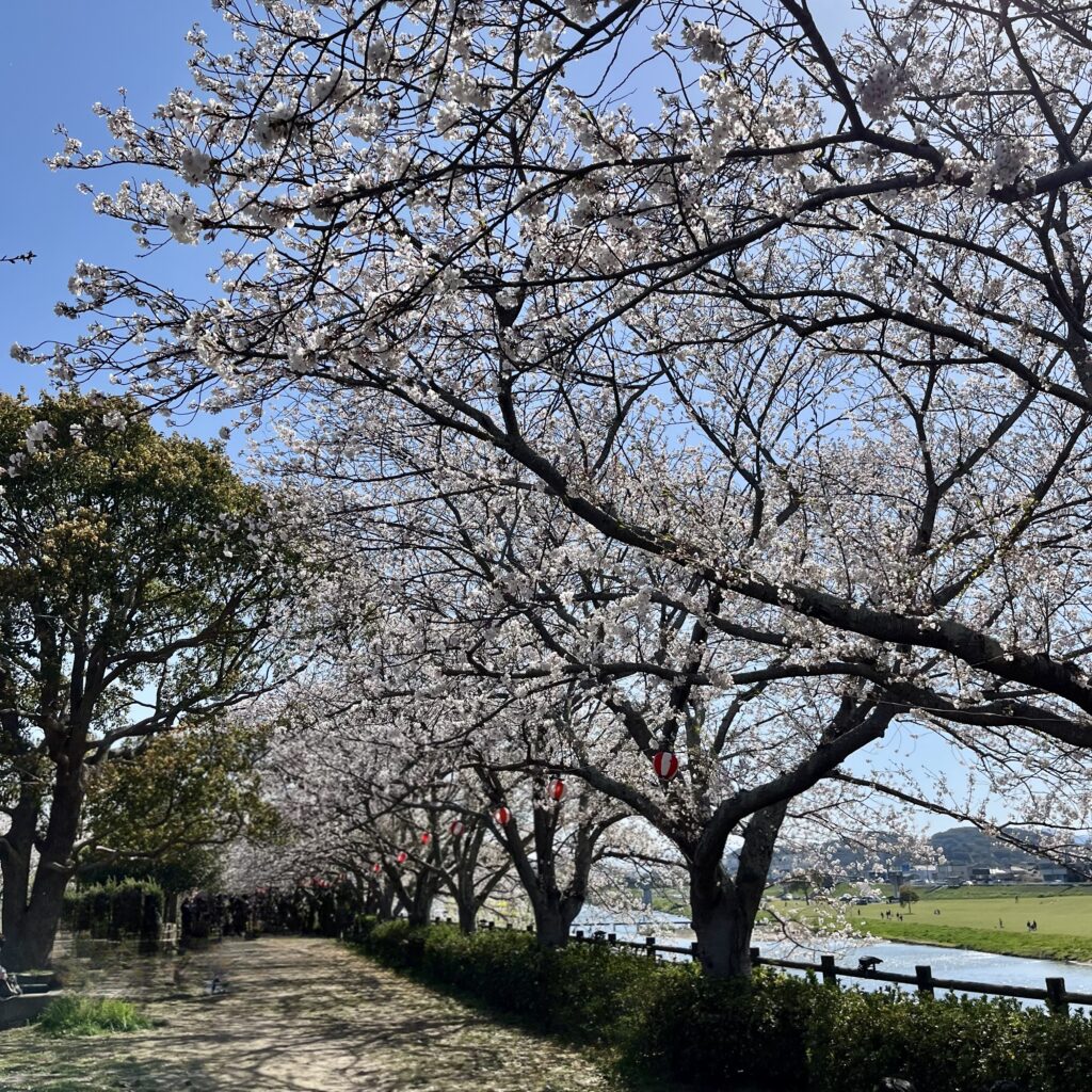 桜