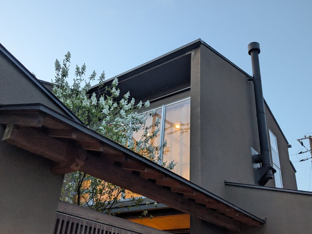 写真：庭の利休梅