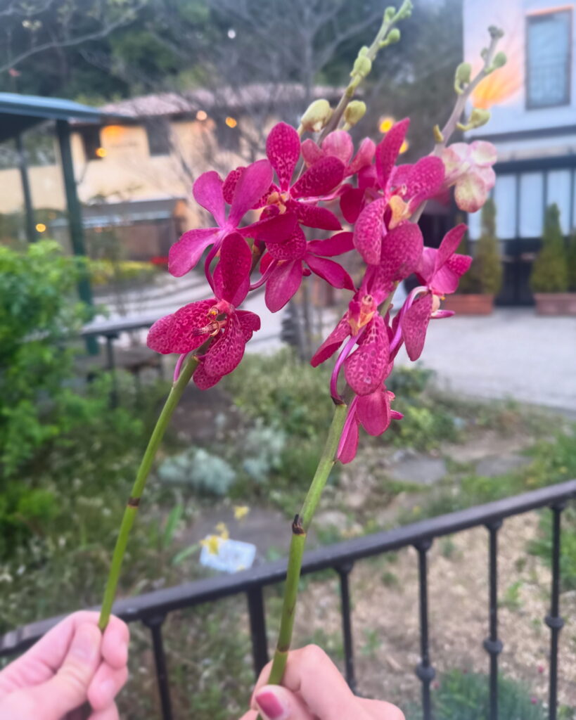 フィオーレの森