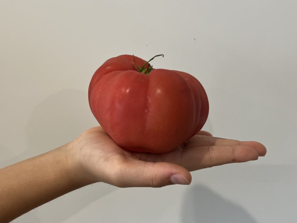 【沖縄】「寒緋桜(カンヒザクラ)の実」を使って天然酵母作りパン作り① TB icoco