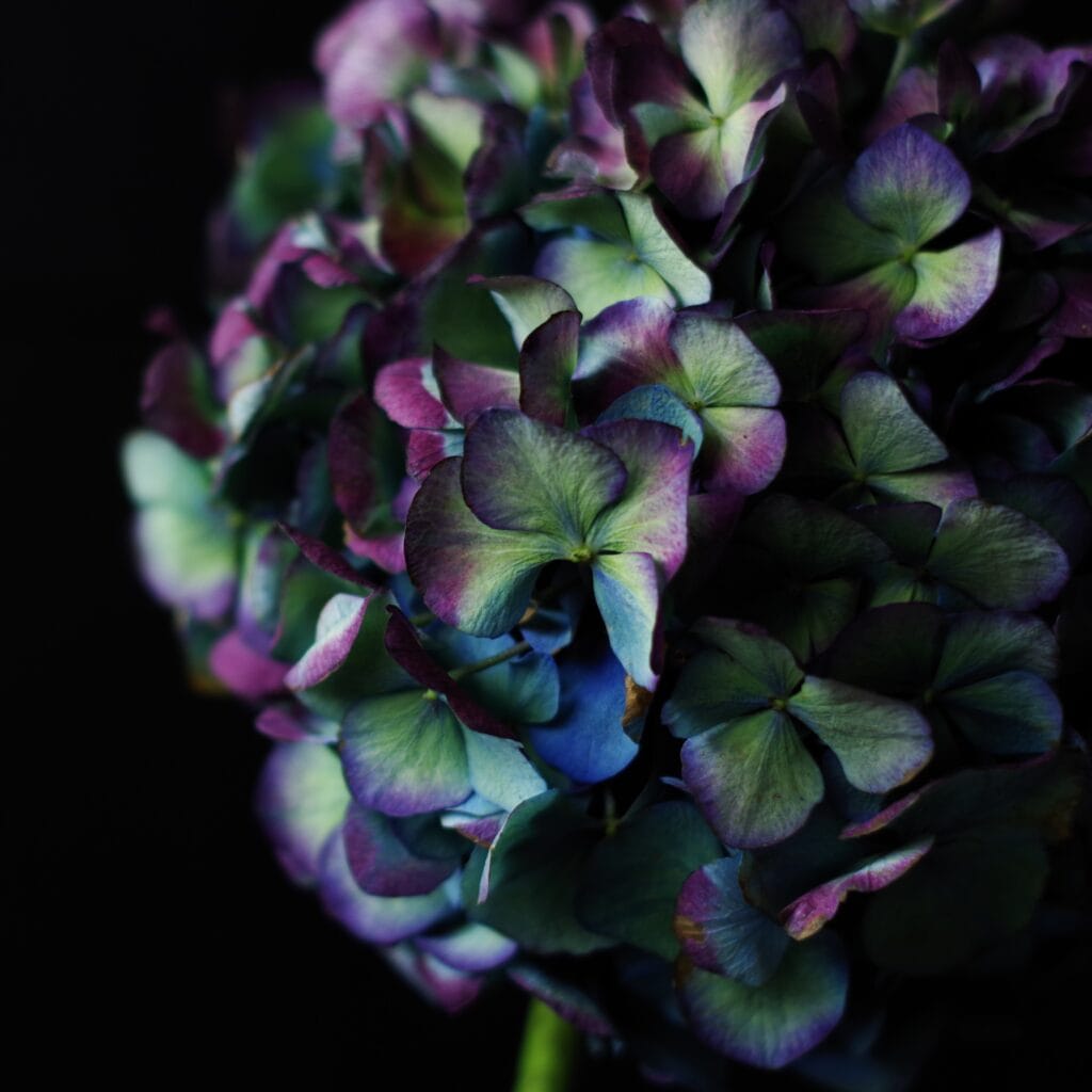 写真：quotidienneコティディエンヌ、花屋、紫陽花、物撮り、正面、部分