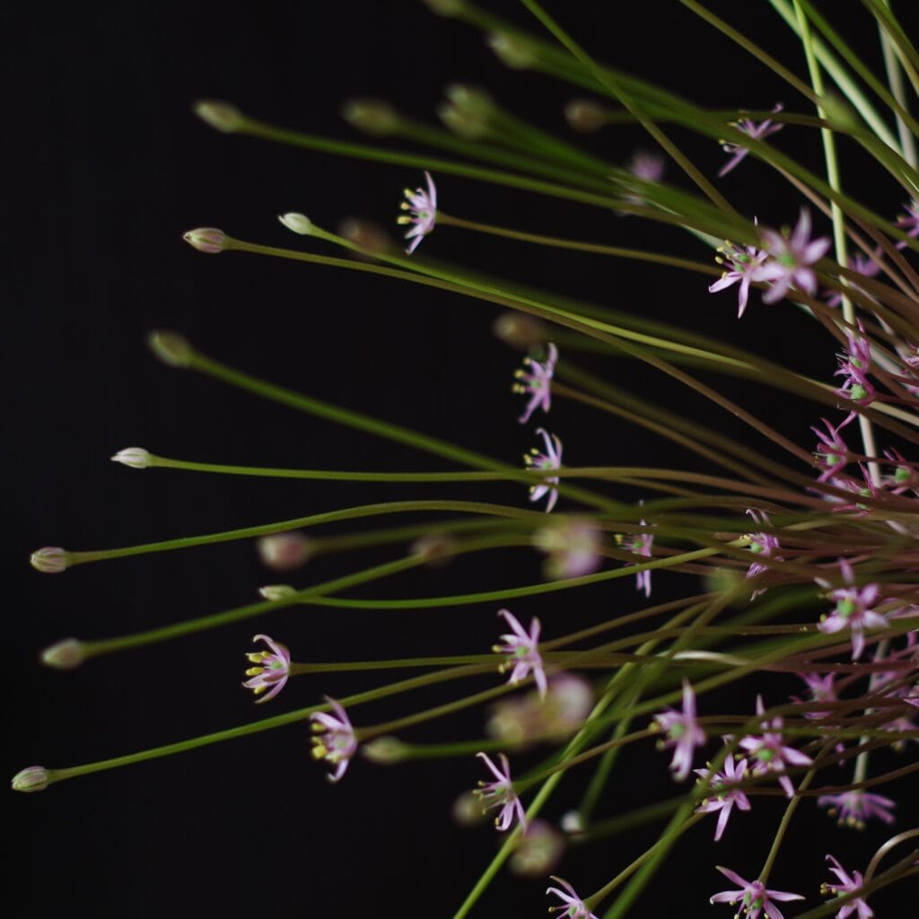 写真：quotidienneコティディエンヌ、花屋、シュベルティ、物撮り、正面、部分