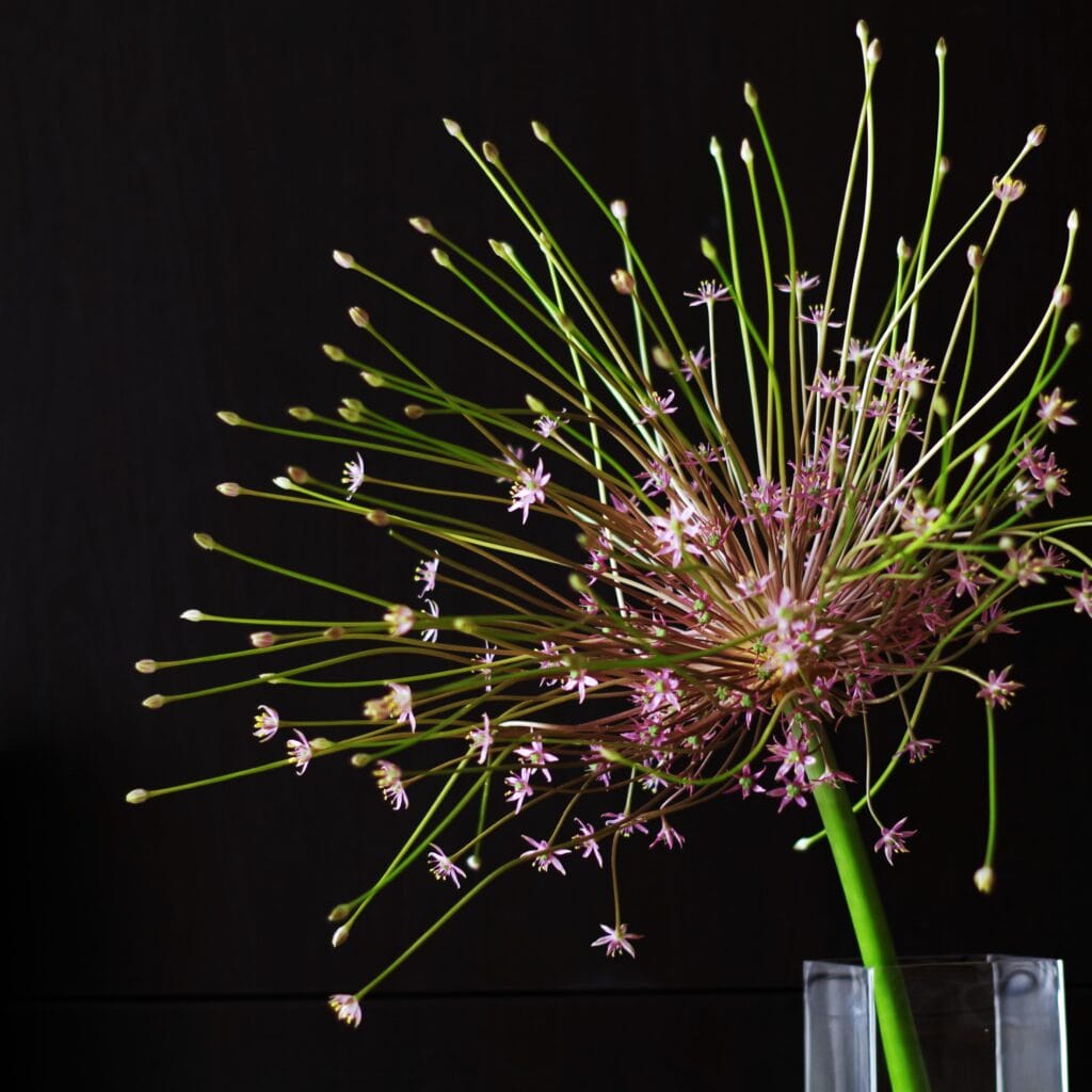 写真：quotidienneコティディエンヌ、花屋、シュベルティ、物撮り、正面、全体