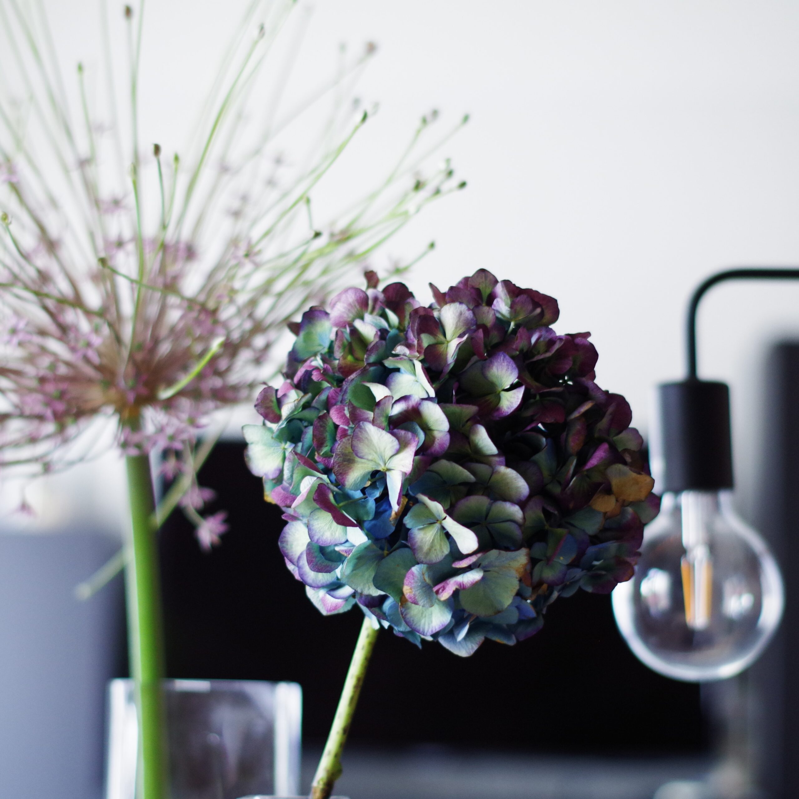 写真：quotidienneコティディエンヌ、花屋、シュベルティ、紫陽花、物撮り、部屋、正面、部分