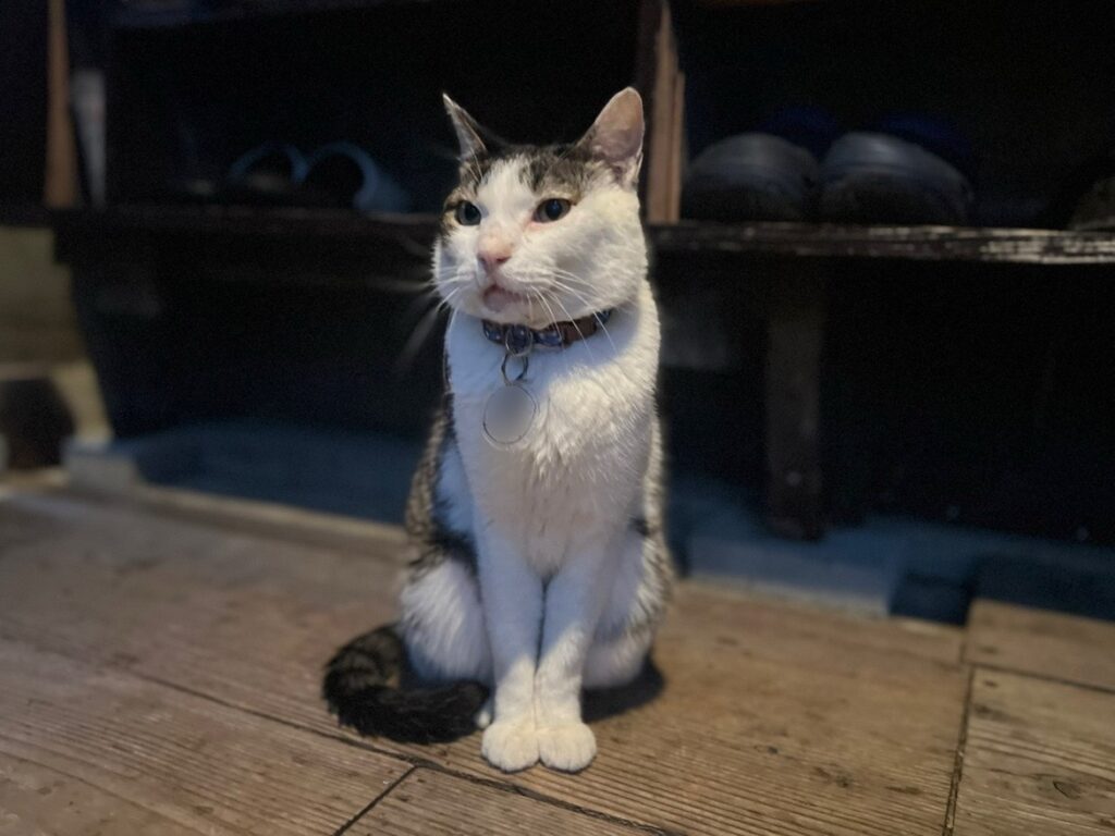 【沖縄】「寒緋桜(カンヒザクラ)の実」を使って天然酵母パン作り② TB icoco