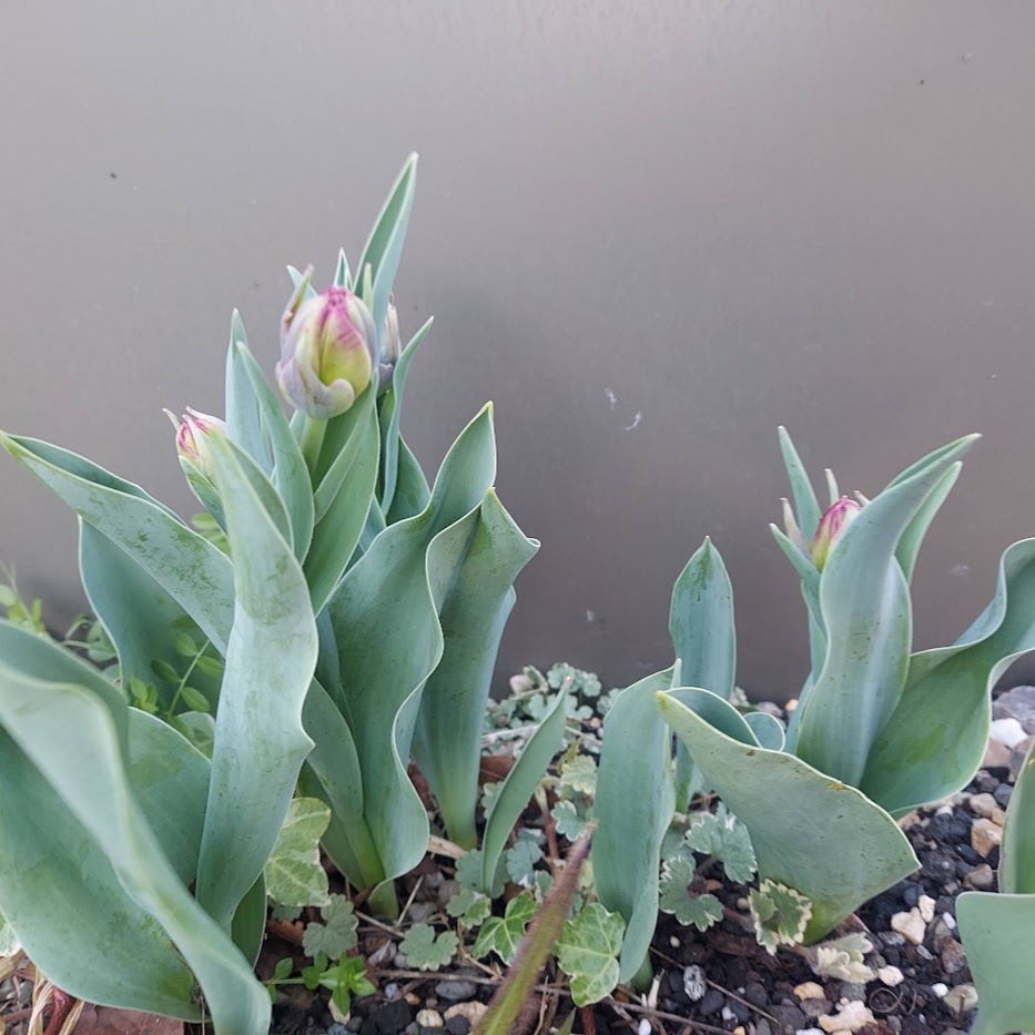 プレミアムチューリップ　庭　コポ庭