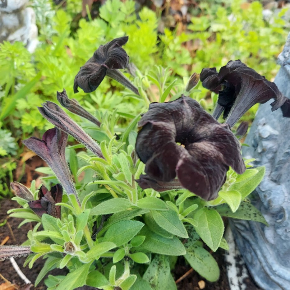 ペチュニア　黒之瀬戸　コポ庭