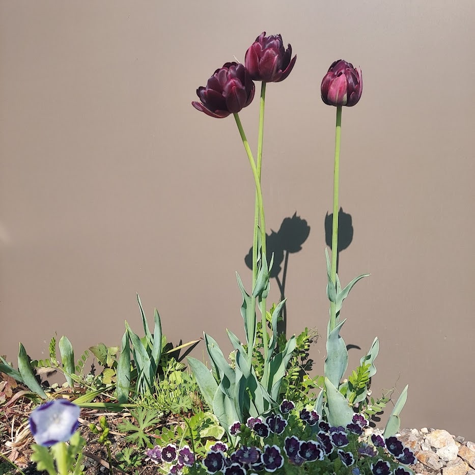 チューリップ　ブラウン　春庭