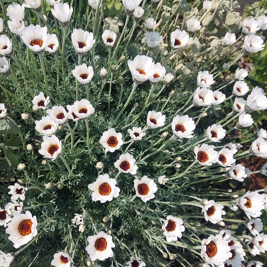 庭　ローダンセマム　春