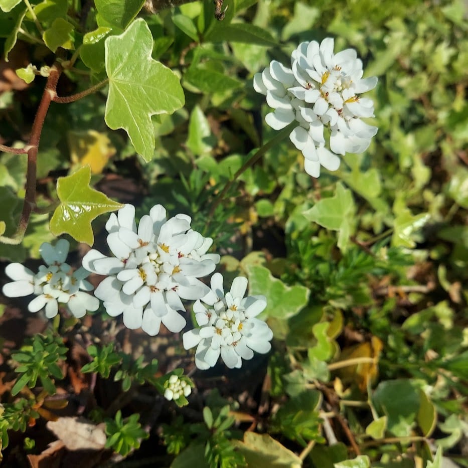 イベリス　コポ庭　春