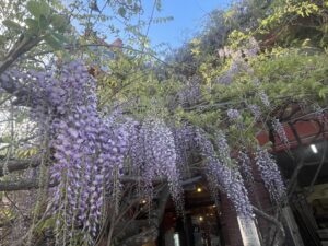 藤の花満開の青果ミコト屋さん2025　micotoya house