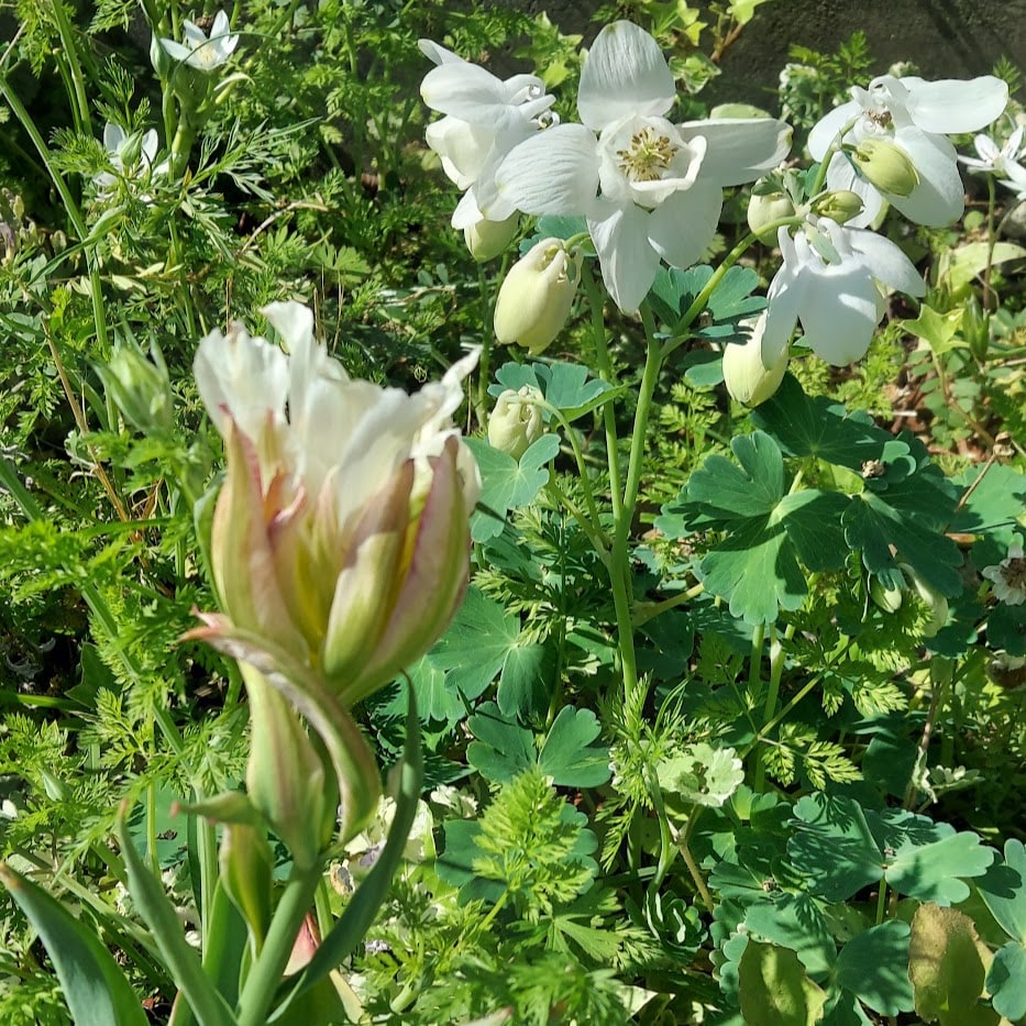 プレミアムチューリップ　オダマキ　白花