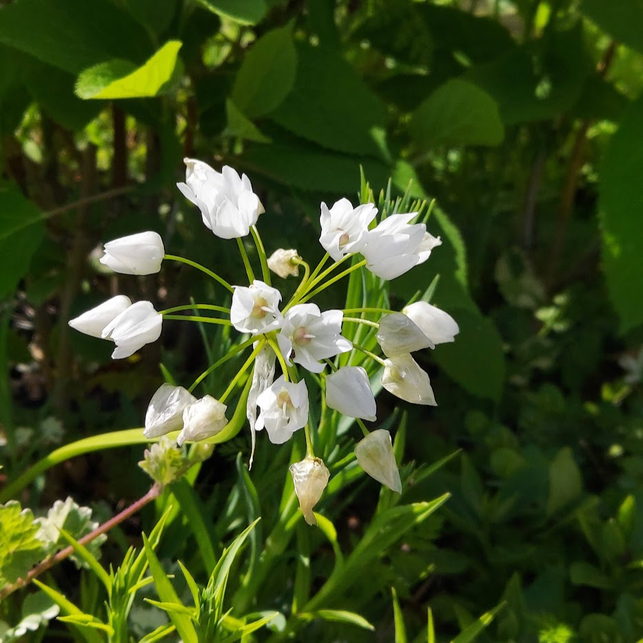 白花　庭　アリウムコワニー