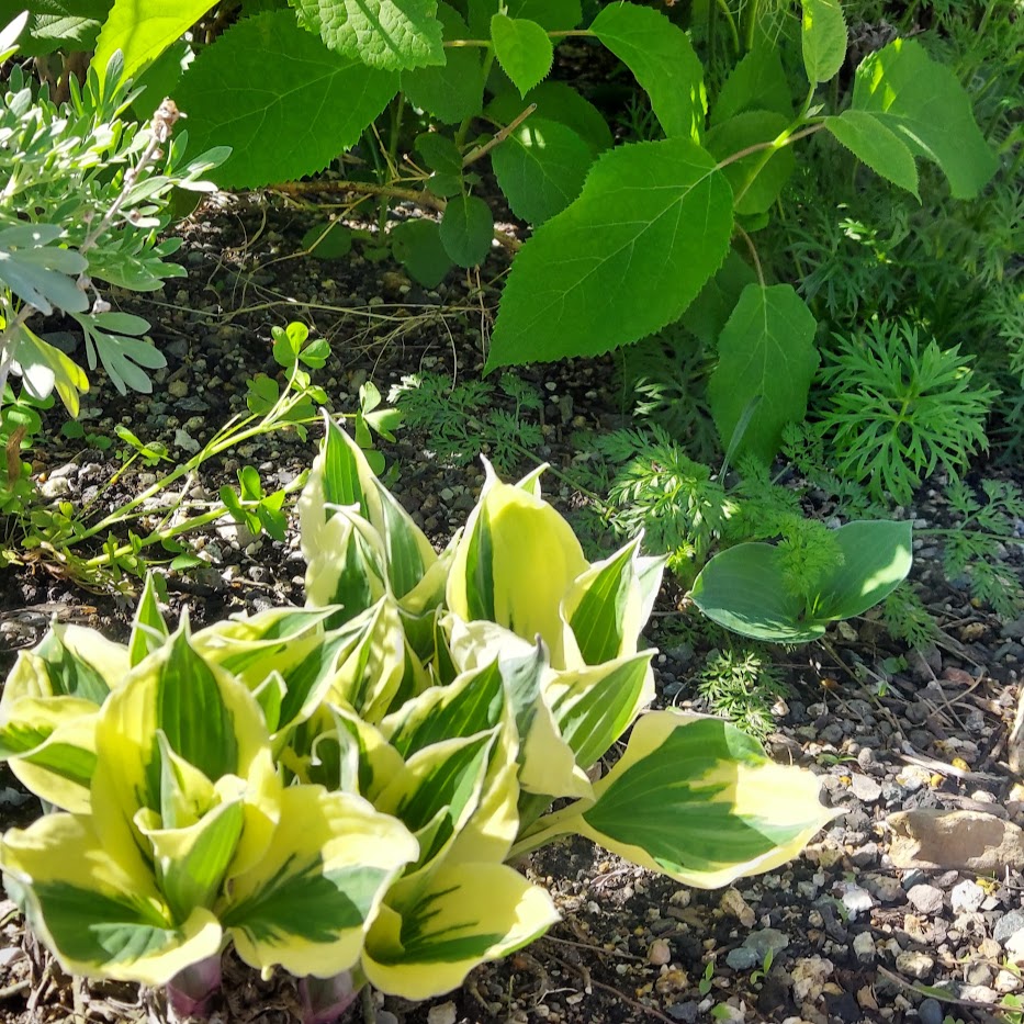 ギボウシ　アナベル　春