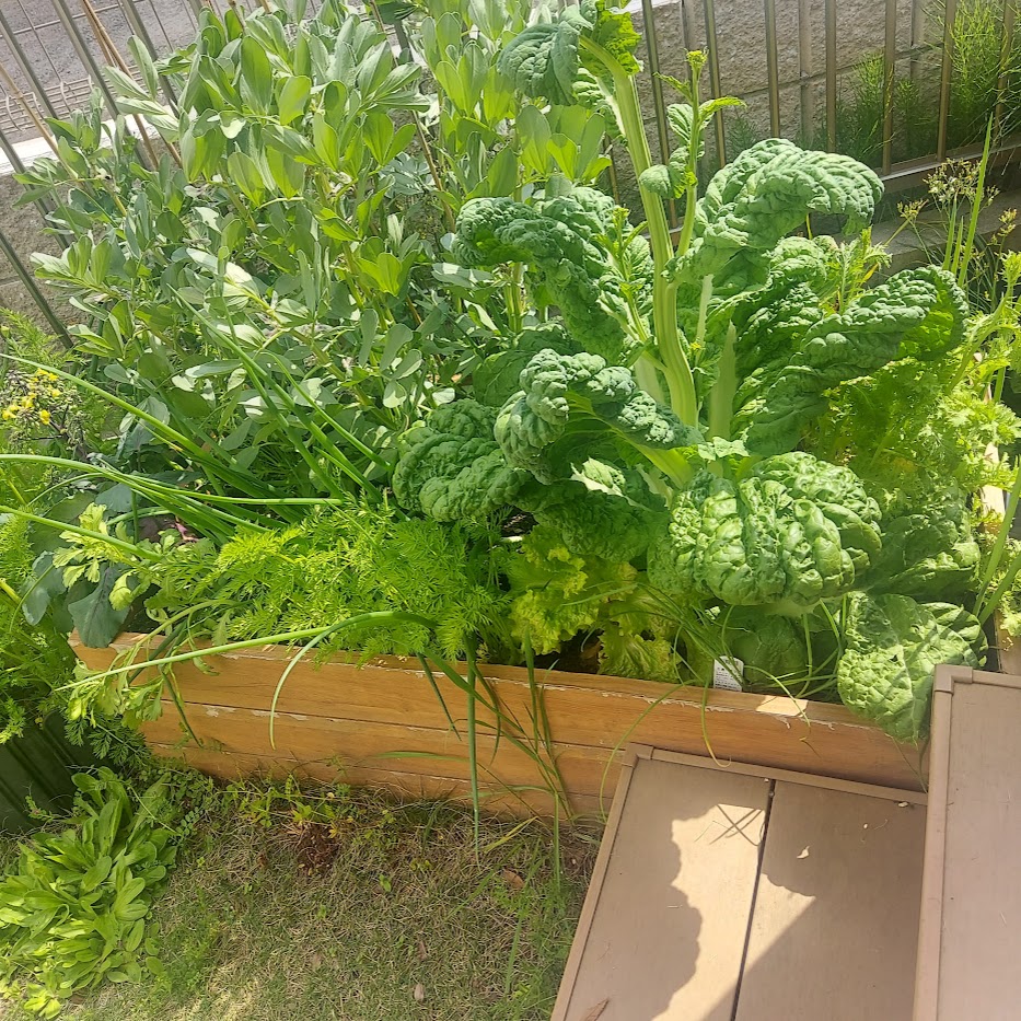 レイズドベット　家庭菜園　コポ庭