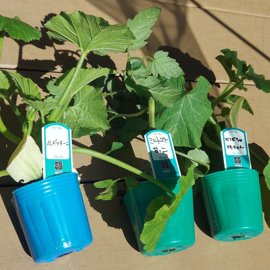 苗　旬楽膳　白川村