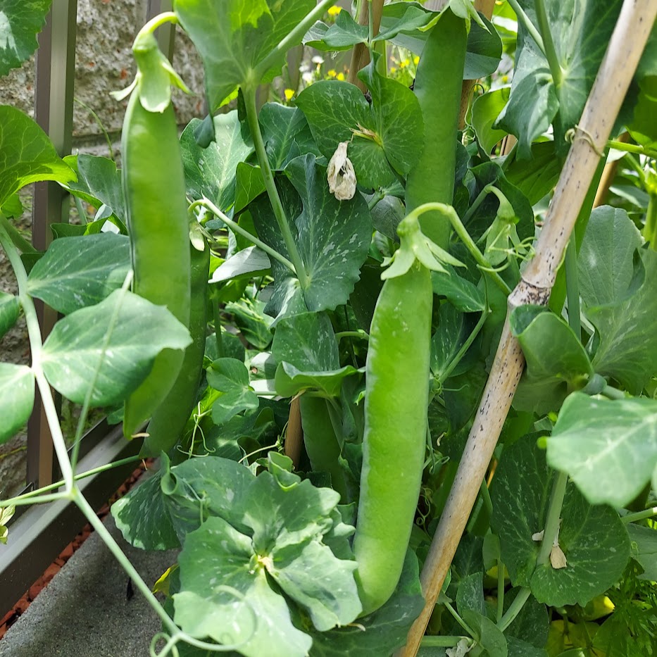 豆　家庭菜園　コポ庭