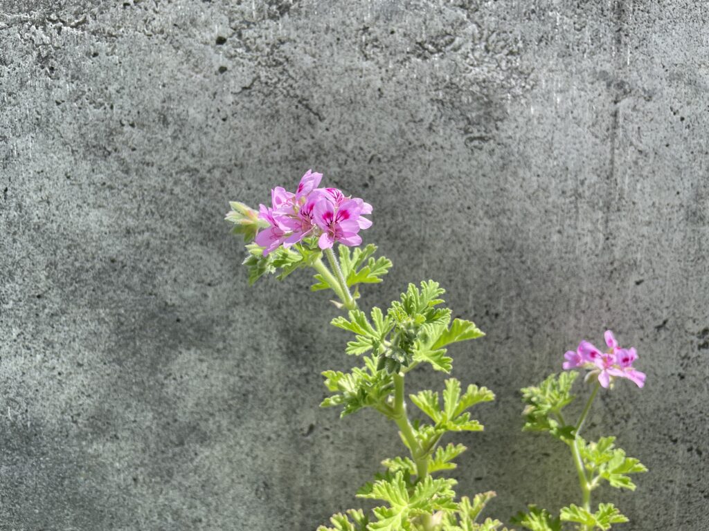 ローズゼラニウム