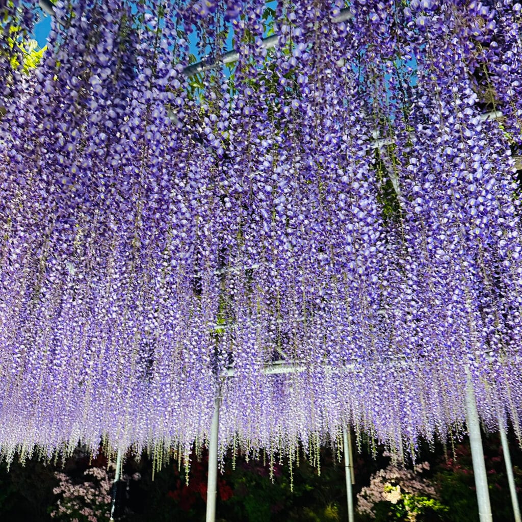 藤　おでかけ　GW