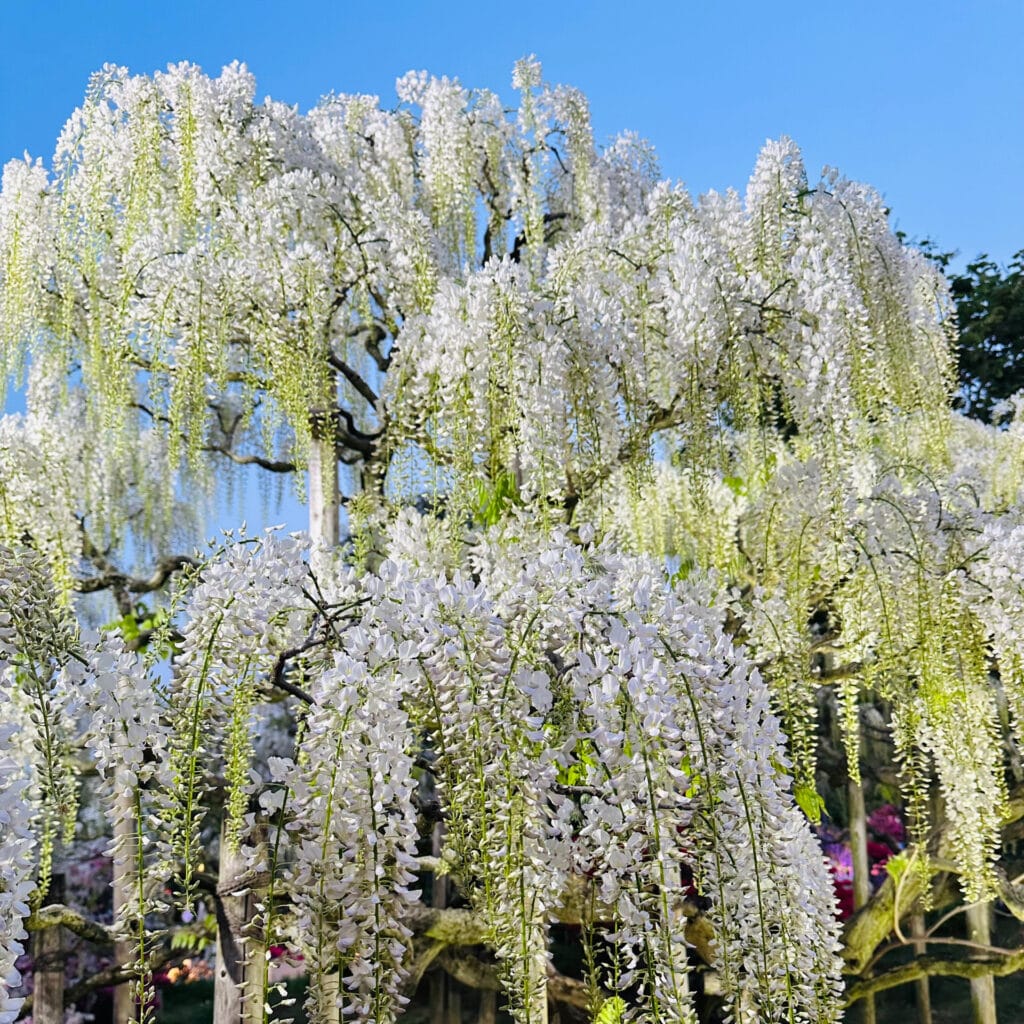 藤の花　あしかがフラワーパーク　GW
