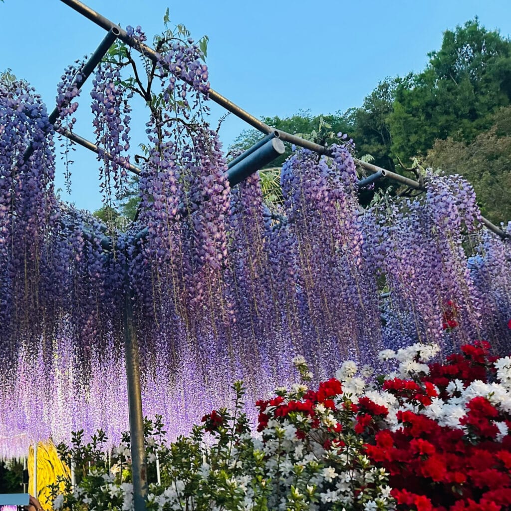 藤の花　おでかけ　GW