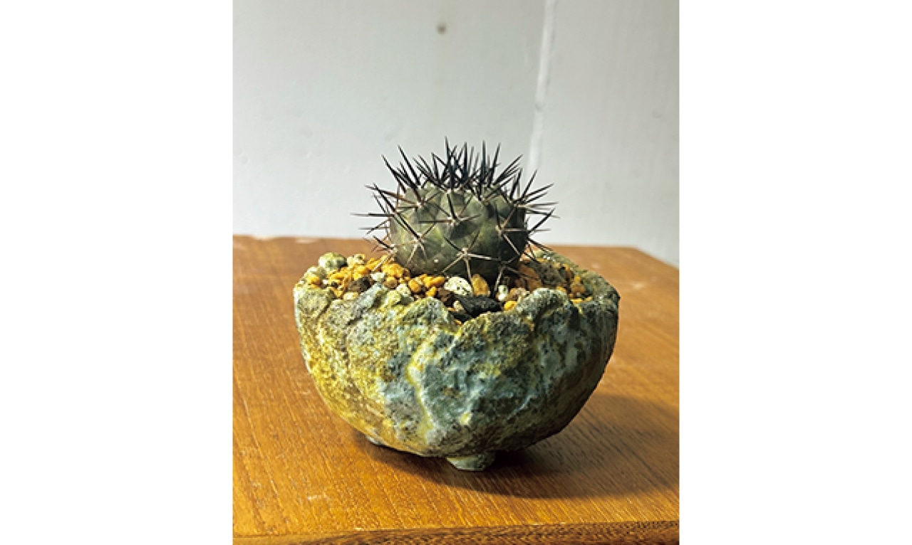 黒王丸（コピアポア・シネレア）