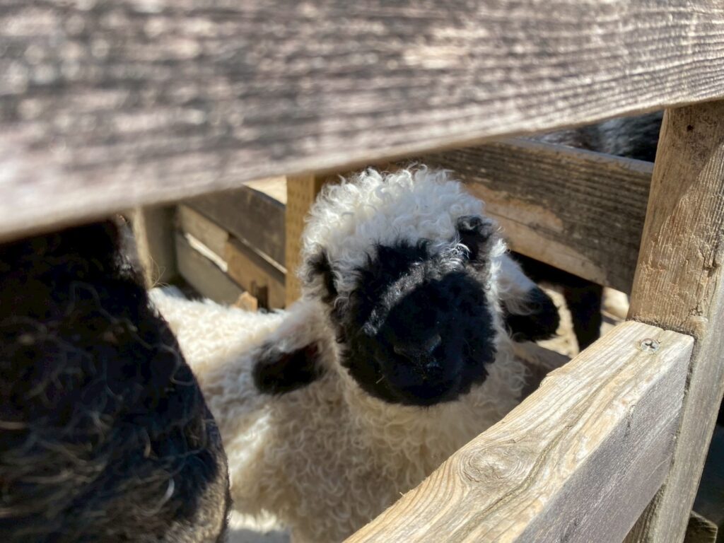 那須 牧場 栃木県