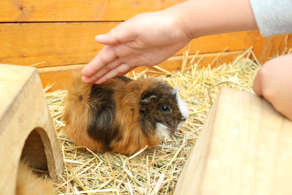 那須 牧場 栃木県