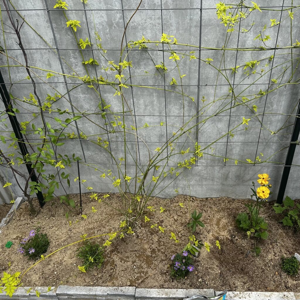 羽衣ジャスミン　クレマチス　ラナンキュラス