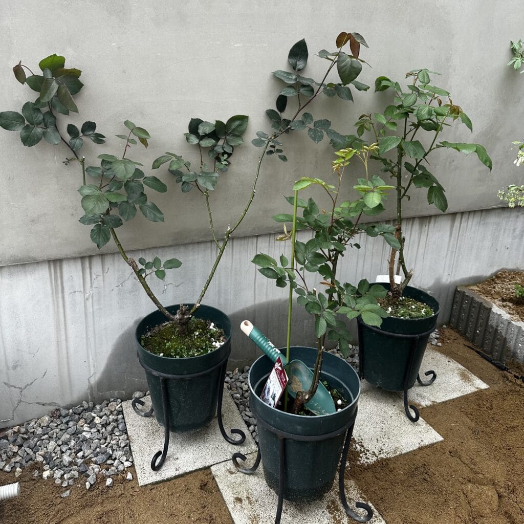 バラ　ガブリエル　ジュリア