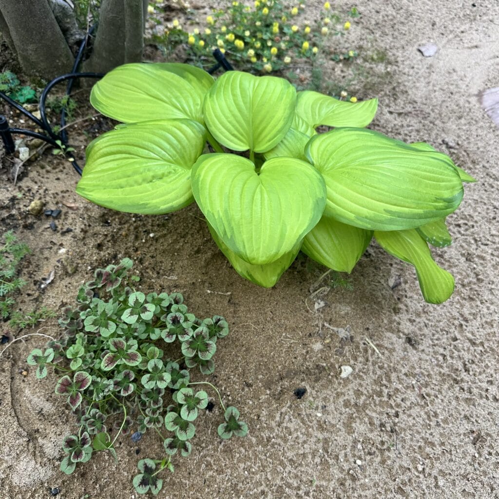 ギボウシ　うごく花屋MIKI　ガーデニング