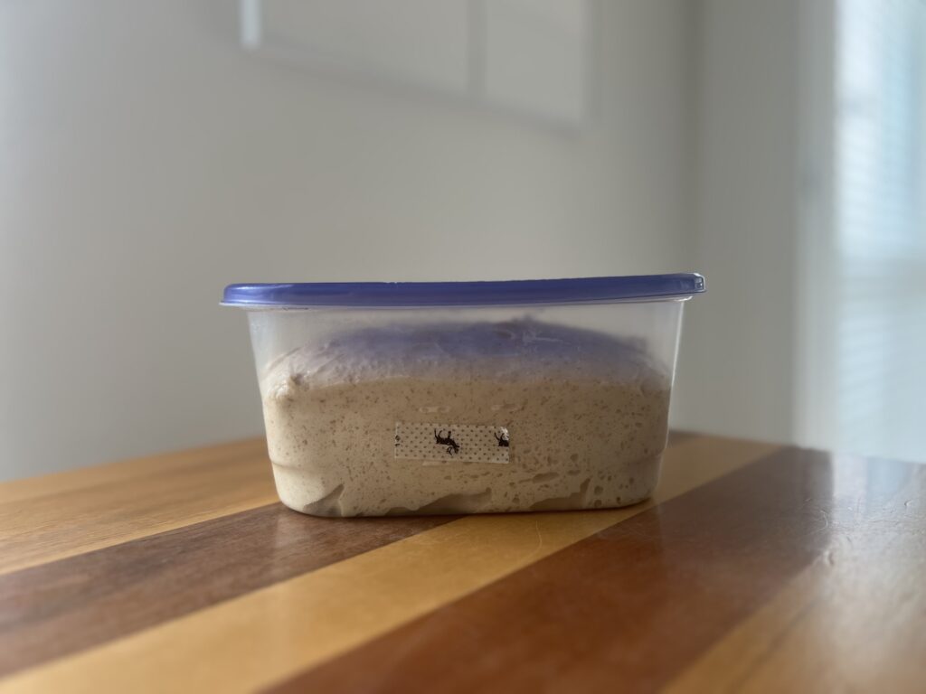 【沖縄】「寒緋桜(カンヒザクラ)の実」を使って天然酵母パン作り⑧ TB icoco