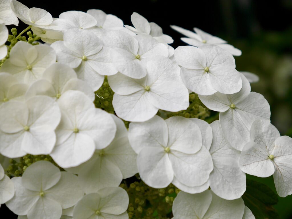 あじさい　花　写真
