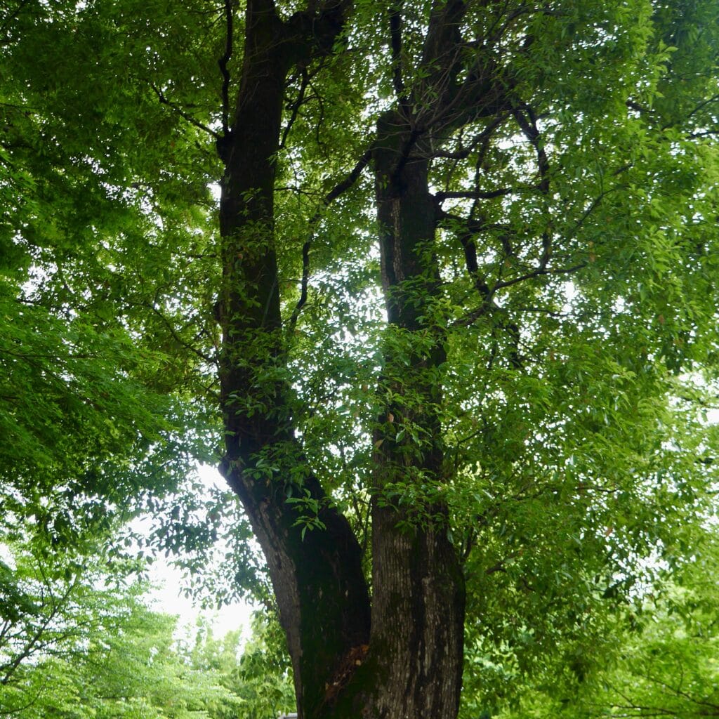 神社　リラックス　散歩