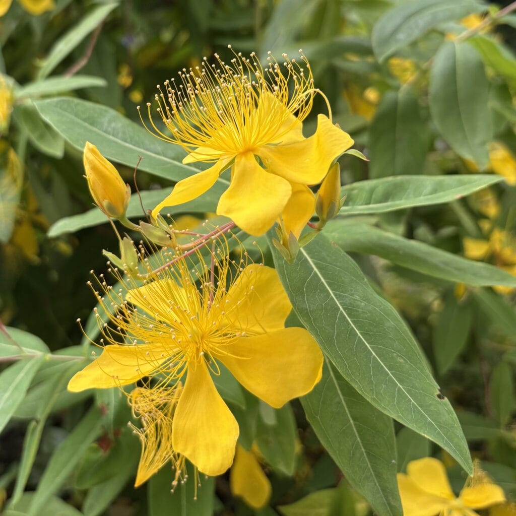 江島神社　神社　御朱印