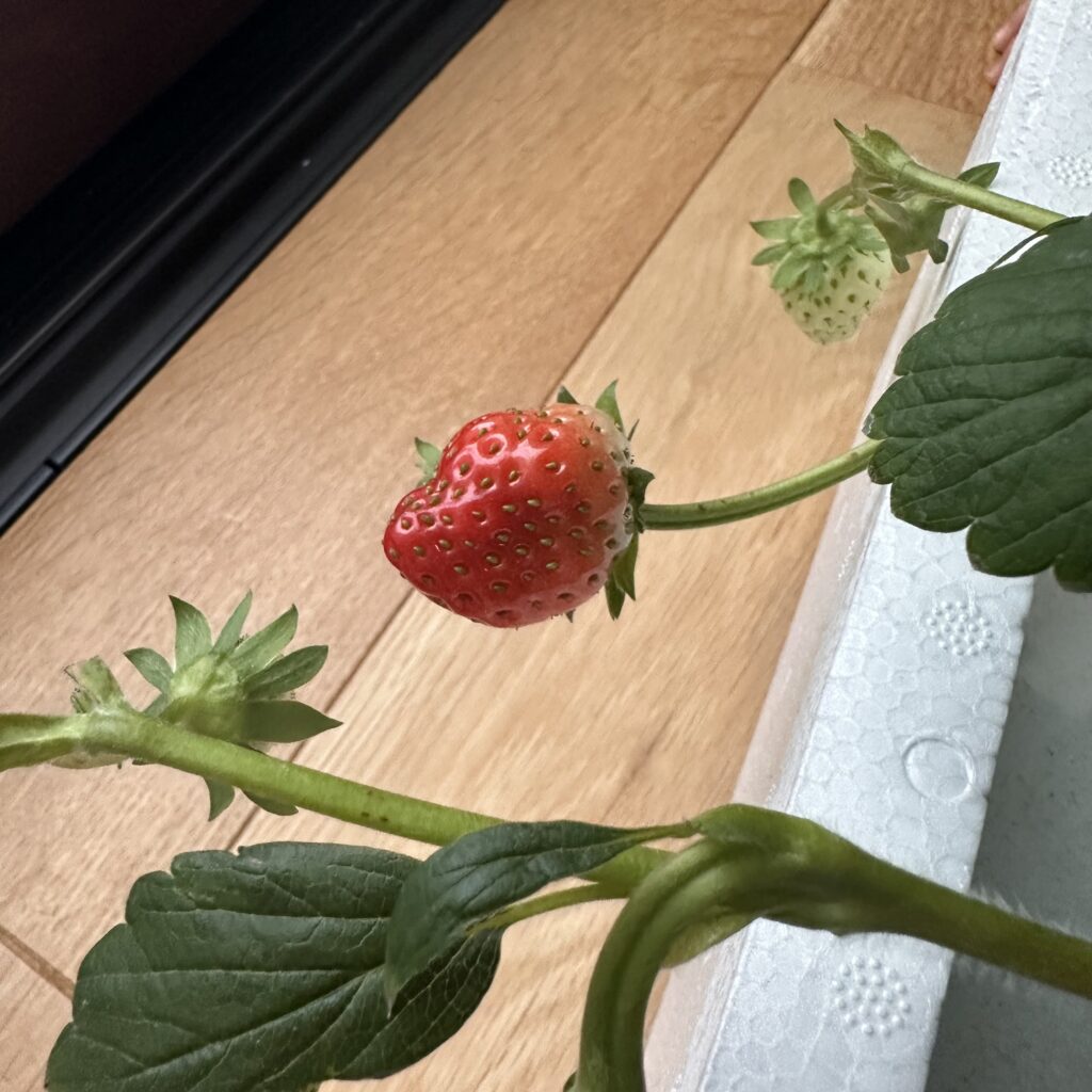 苺 家庭菜園 苗 栽培