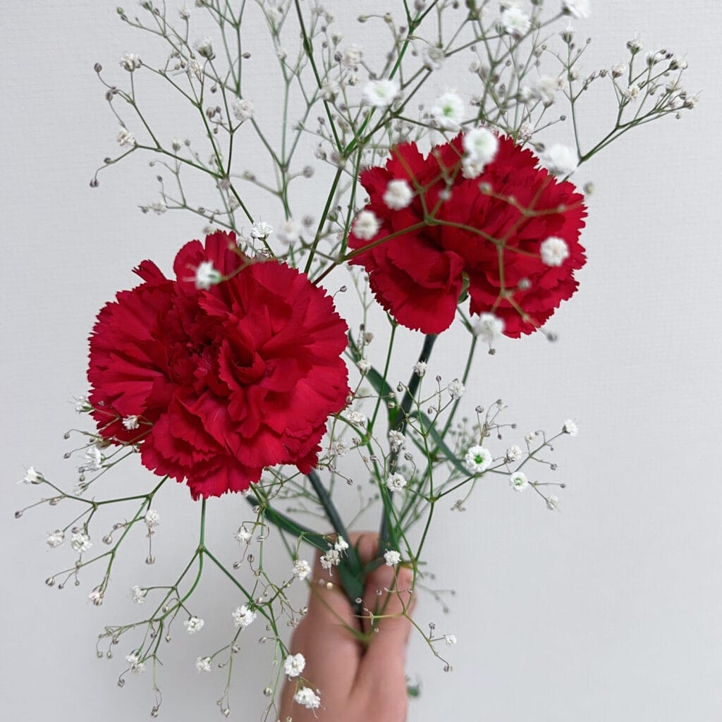 カーネーション　母の日