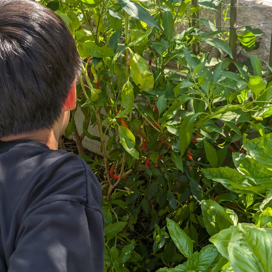 家庭菜園　唐辛子　食育