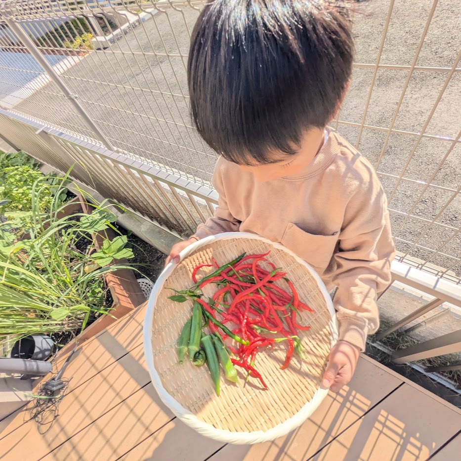 収穫　家庭菜園　唐辛子