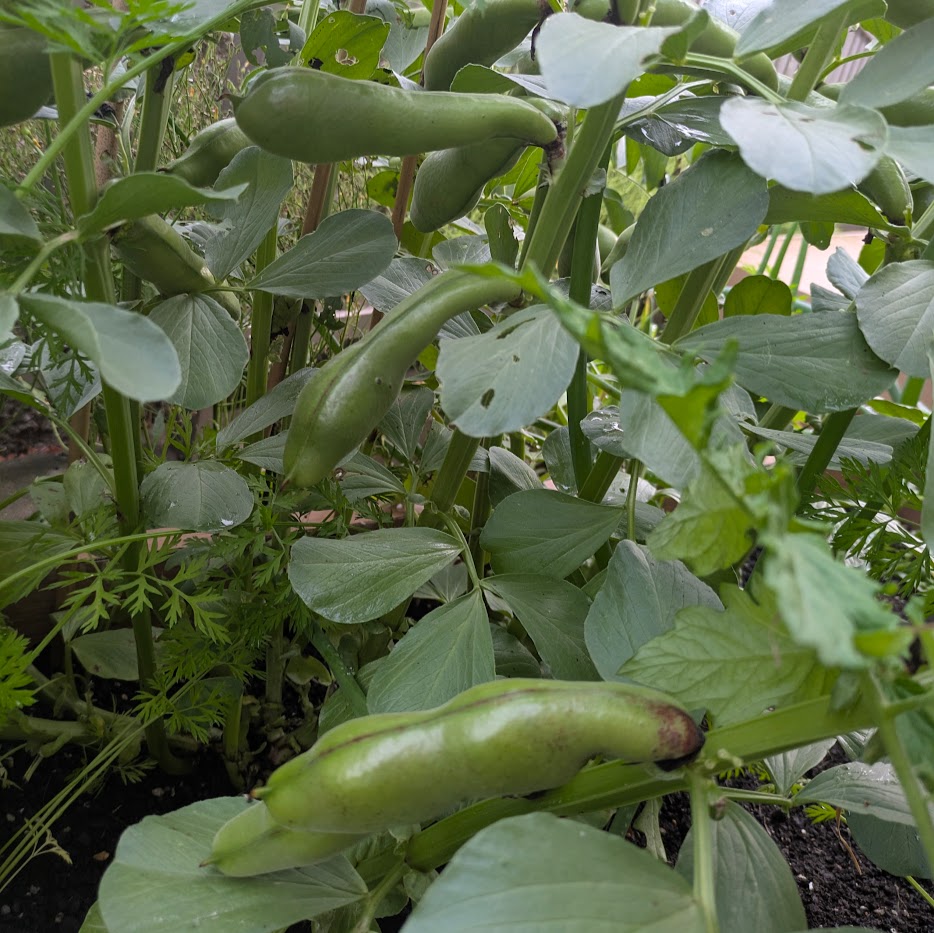 空豆　家庭菜園　収穫